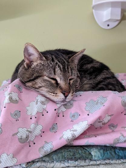 TabbyCat Stevie sleeping on one of his favorite flannel handmade beds.
