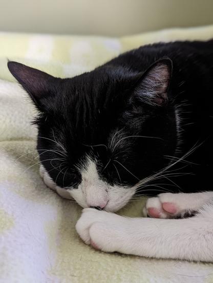 #TuxieGirl #Betty sleeping on her fleece blankie.