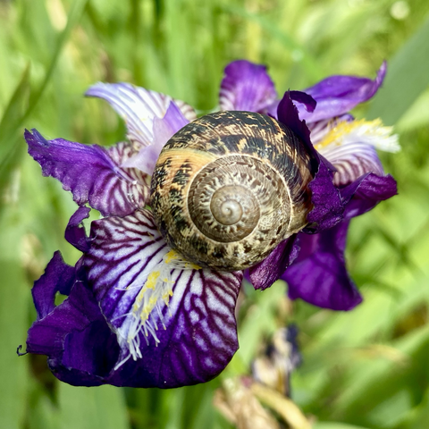 Iris et escargot