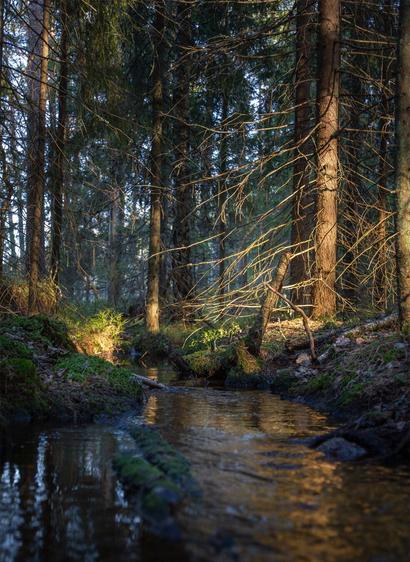 Sun rays hitting the banks of a small forest stream in Finland