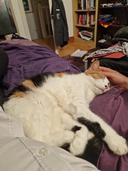 A calico cat sleeping on a person's lap, who is wearing a white shirt, with a room interior in the background.