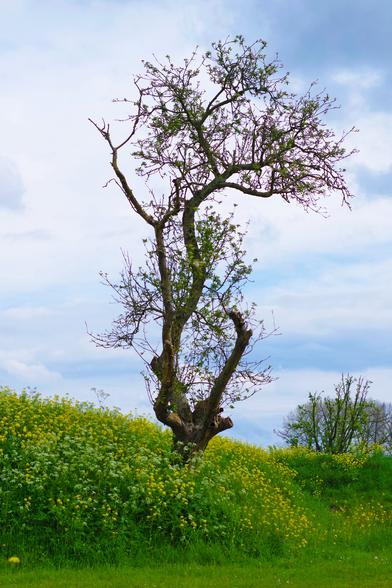 Photo of a craggy tree just starting to come into leaf, surrounded at the foot by bright yellow flowers. In the background a blue sky with white clouds.