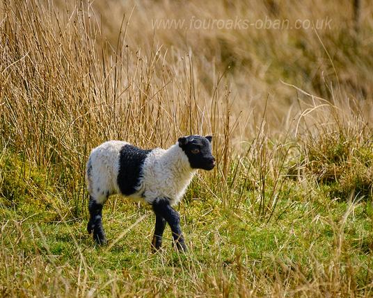 Lamb in field, Scottish Black Face with saddle marking.