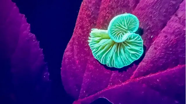 Small gilled mushroom placed on a plant leaf seen under UV light