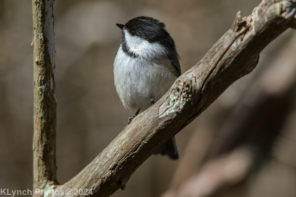 Chickadee