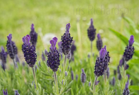 Topped Lavender flower macro photograph - the topped lavender plant is a short, woodie evergreen plant with dark purple cone-shaped flowers that have medium purple ears on top. This is where their name derived from. This lavender plant is lush and bushy with lots of tall lavender flowers. The lavender leaves are medium to dark green where whereas the background a bright lime green. The dark purple flower creates a beautiful contrast with the lime green background. Lavender flowers represent purity, silence, devotion, serenity, grace, and calmness. Artist Iris Richardson, Gallery Pictorem, and ArtHero