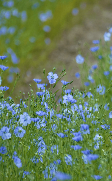 Des fleurs de lin (petites fleurs bleues sur des tiges légères) en gros plan dans un champ