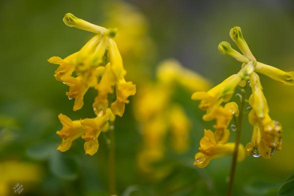 Several stems of flowers, a few of which are in focus. They are bright yellow and tubular looking almost like a snapdragon. In the background more flowers and general green foliage. It's been raining and everything is wet.