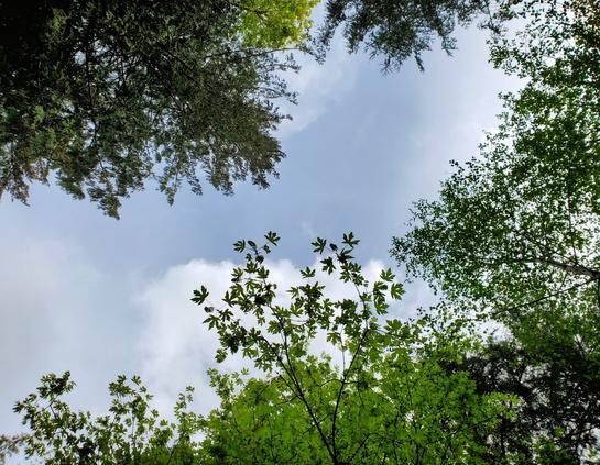 Looking up at tree canopies & cloudy skies