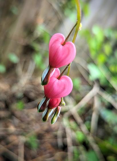Three heart shaped flowers dangling like cherries from a curved stem. There is a green teardrop shaped part at the bottom of each heart.