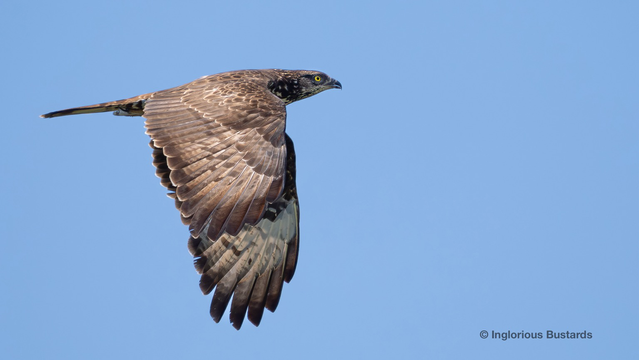 European Honey Buzzard ©️ Inglorious Bustards
