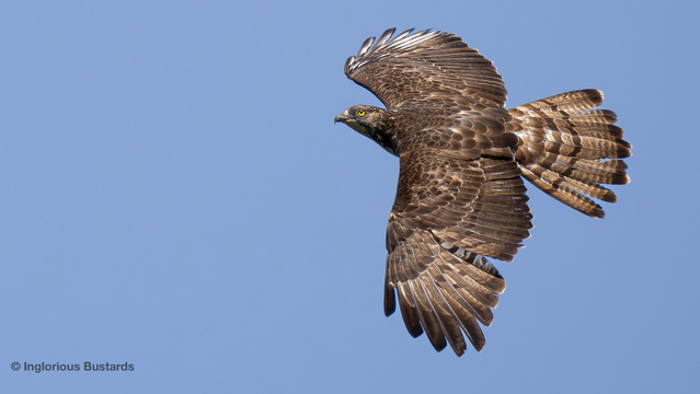 European Honey Buzzard ©️ Inglorious Bustards