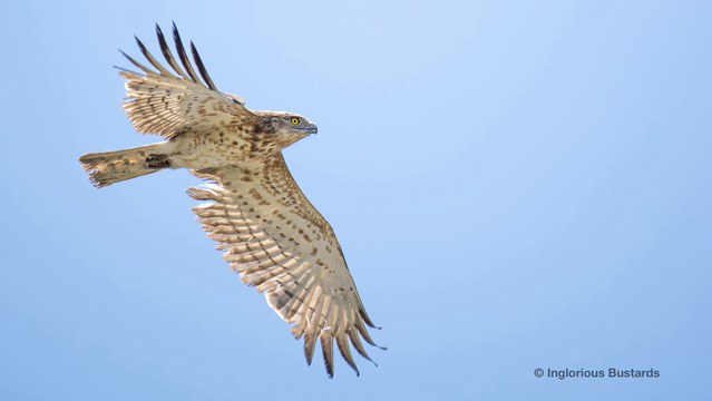 Short-toed Eagle ©️ Inglorious Bustards