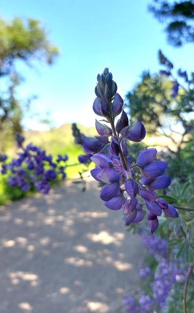 Photo of a stalk of purple wildflowers.  Blue sky, dirt road, green grass are all slightly blurred in the background.
