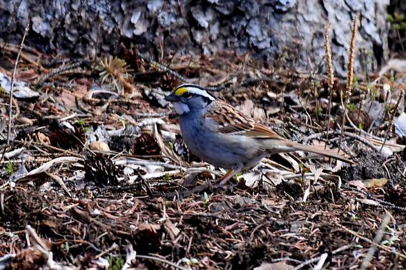 A sparrow with a white throat, a yellow dor above the eye, and black and white eyebrow stripes, sitting among twigs, spruce cones, and other organics.