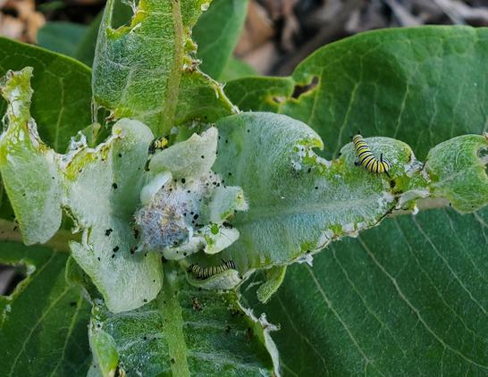 Several tiny striped caterpillars on some fuzzy, very chewed showy milkweed leaves