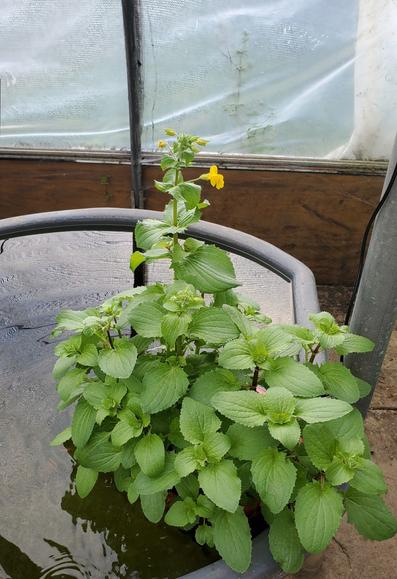 Plant growing in a filter I built that floats in a 150-gallon gray stock tank. The plant is a bit over 2' high-- easily 5x the volume of when I first planted it-- with broad serrated leaves and several yellow flowers at the very top.