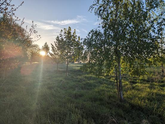 Sunrise behind the trees