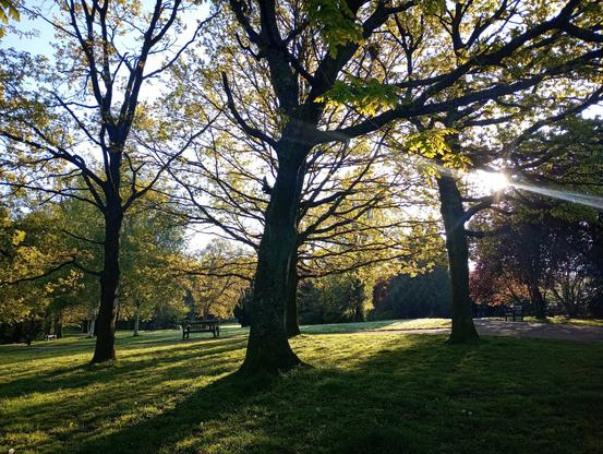 Early morning sun shines through spring trees in a park there is moisture that creates a pretty effect