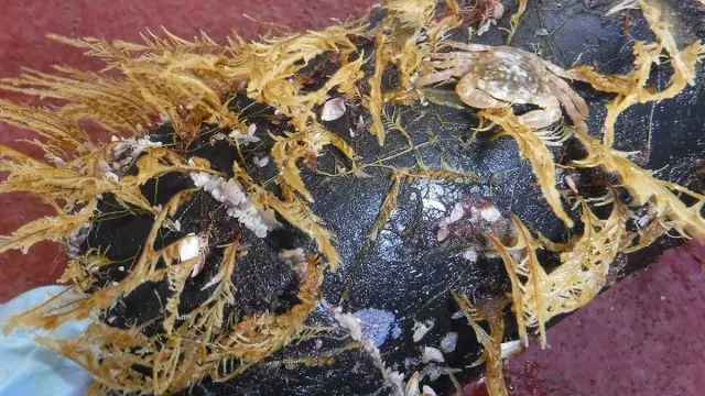 various types of sea life living on a piece of plastic trash