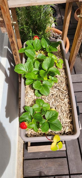 Vu de dessus, une jarnidière avec quelques fraisiers et deux fraises rouges.