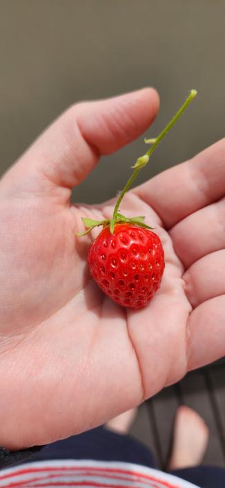 Dans le creux de la main, une petite fraise ronde et rouge.
