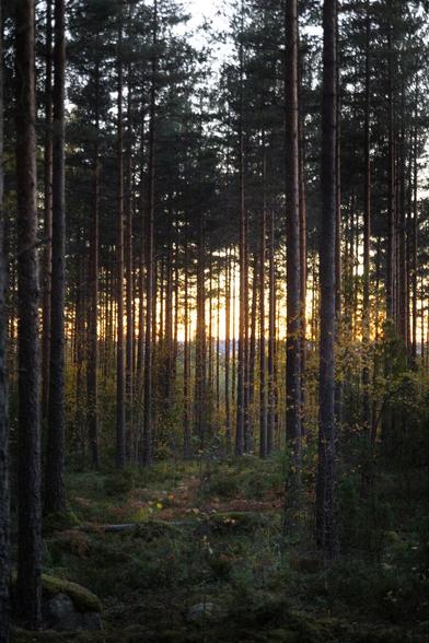 Picture of a sunset behind the trees in a Finnish forest