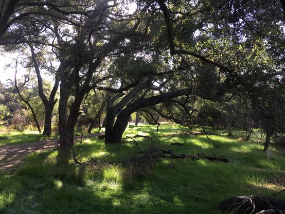 A dirt path runs through a forest of large oak trees which cast shadows on the grass below.