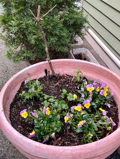 Next to the small emerald arborvitae trees in pots, there’s a huge, faded terracotta colored plastic pot where I planted 4 Violas.
This is where I stuck the pruned branch of cherry in the soil, which not only survived the winter but also recently put a few flowers to amaze me. Assuming it’s rooted and alive, I carefully planted violas around it, leaving the branch undisturbed. There are also wild violas in the center, which hasn’t flowered since transplanted.
Vertical closeup.