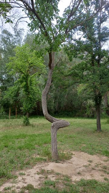 Arbre amb el tronc recargolat / Tree with twisted trunk.