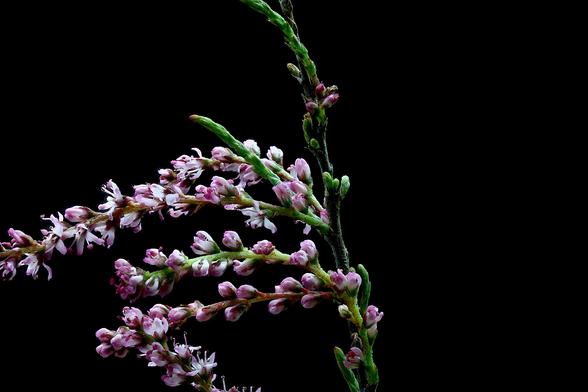 Smallflower Tamarisk