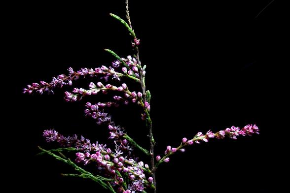 Smallflower Tamarisk