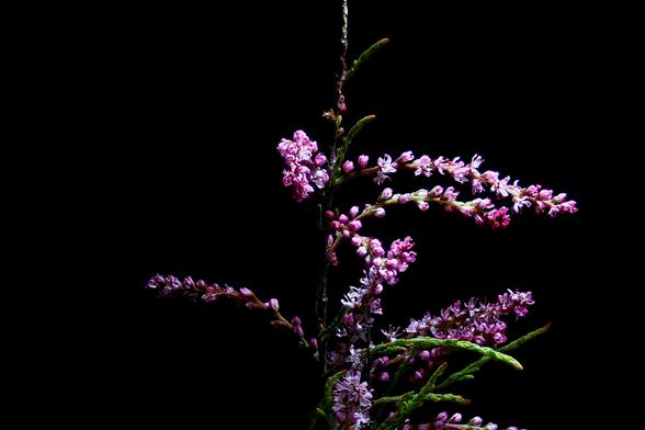 Smallflower Tamarisk