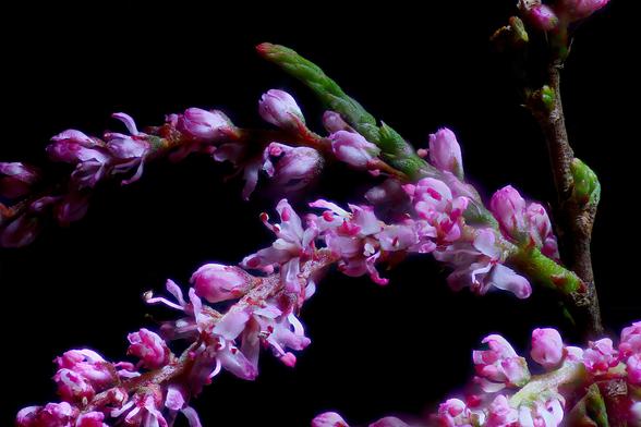 Smallflower Tamarisk