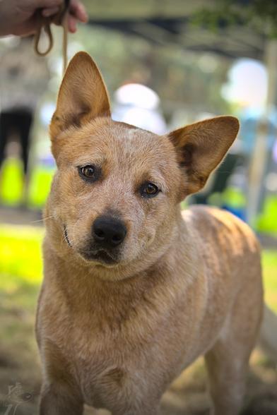 A red Australian Cattle Dog is standing, looking sweetly into the camera. His head is tilted slightly to the side and his ears are pricked, making him look bright and attentive. There is a wry smile on his face which hints at a mischievous streak. Almost immediately after taking this photo his true intentions were revealed when he lunged forward to enthusiastically greet the hapless photographer crouched before him.

The photo has the dogs face in crisp focus but the background is soft and blurred. The bright colours in the background indicate that it was a sunny day, but the dog himself is standing in the shade with small patches of dappled sunlight across his body.