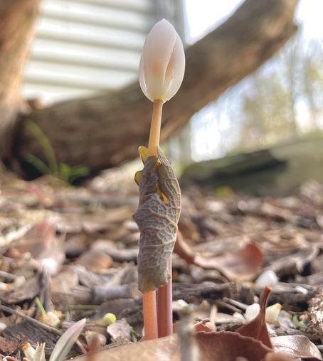Emerging Bloodroot: A white flower at the end of a stalk with a leaf wrapped around.