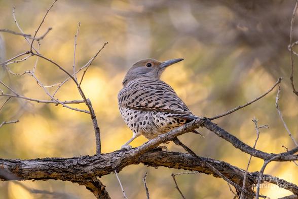 A heavily spotted buff woodpecker looks back over its shoulder towards the camera.