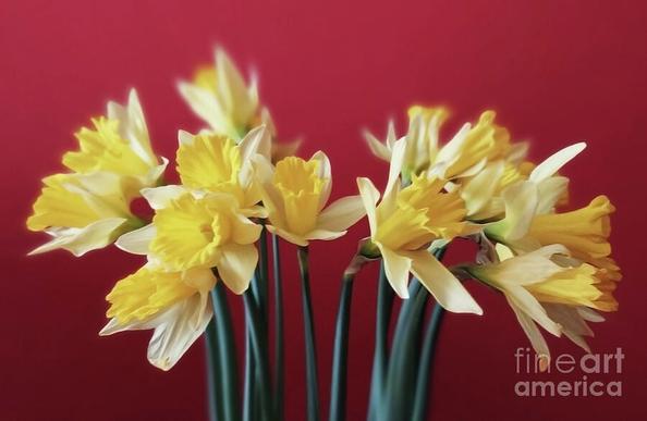 A bouquet of bright yellow daffodils with orange centers is elegantly displayed against a deep red background. The flowers' stems are gathered neatly, suggesting they have been freshly picked and are well cared for.