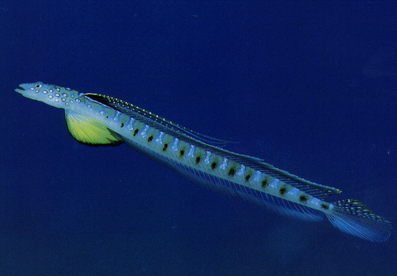 Water Underwater Terrestrial plant Marine biology Fin Fish Electric blue Tail Marine invertebrates Invertebrate
