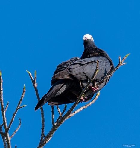 A White-Crowned Pigeon swivels its head to look at the camera behind it.