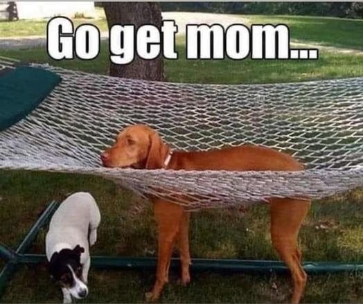 A hammock is stretched out across an open space. A small white dog with black ears and face is cringing under one end of the hammock, and a larger dog is standing in the midst of the hammock, with his legs poking through the netting of the hammock and his torso on top of of hammock, so that he is stuck.

Meme text reads, "Go get Mom..."