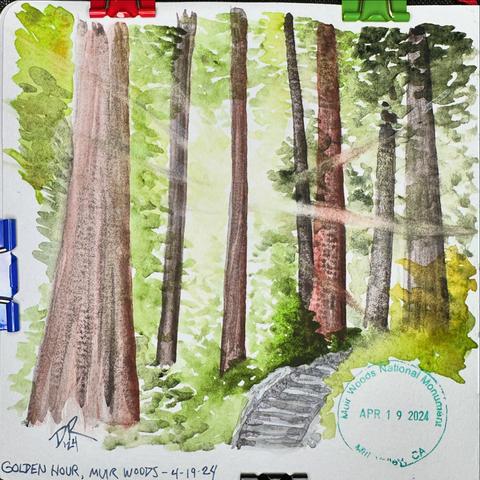 A watercolor painting on toned gray paper of a redwood grove with sunlight rays bursting from behind one central tree trunk. Green foliage fills the background, and a set of stairs curves up from the bottom towards the right, beside a National Park stamp from Muir Woods with the visit date of April 19, 2024 in green ink.