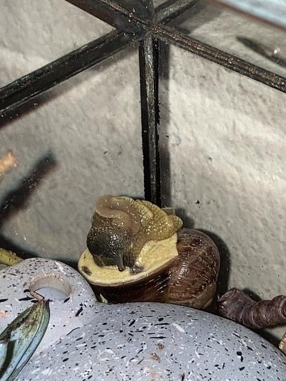 A picture of a pet garden snail who has fallen upside down and in a corner of its tank. Wedged between the glass walls and his house, he has opted to take a nap…