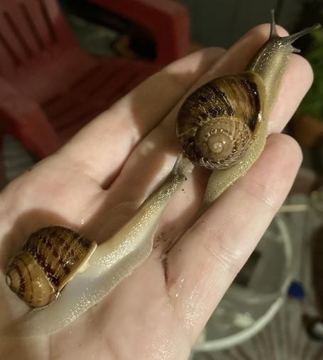 Two snails on a hand. The one behind is stretching very very far to try and catch up to her friend, who does not want to play and is crawling away.