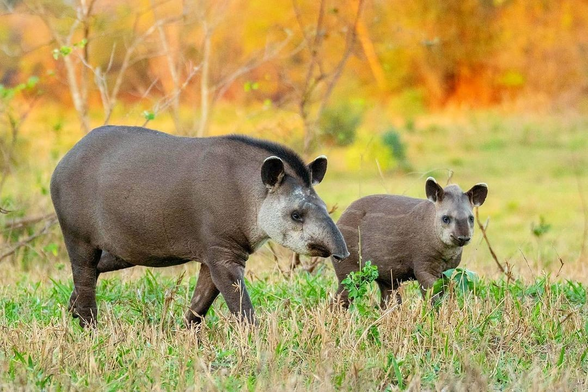 Foto de anta com seu filhote em um brejo no pantanal.