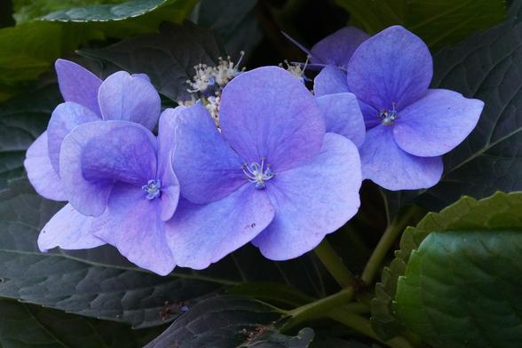 blue flowers and large green leaves 🌼