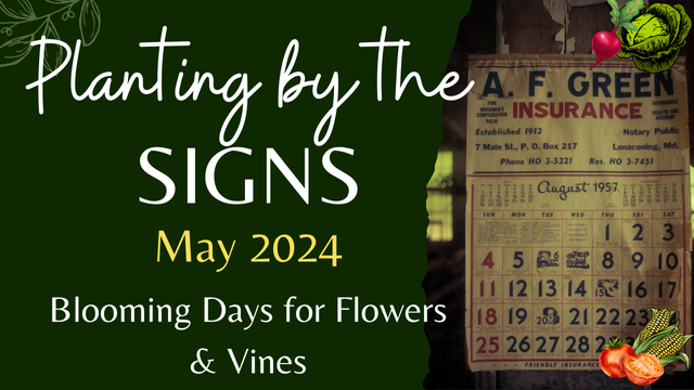 Green background with an old calendar.

Text = 

Planting by the signs
May 2024
Blooming Days for flowers and vines.