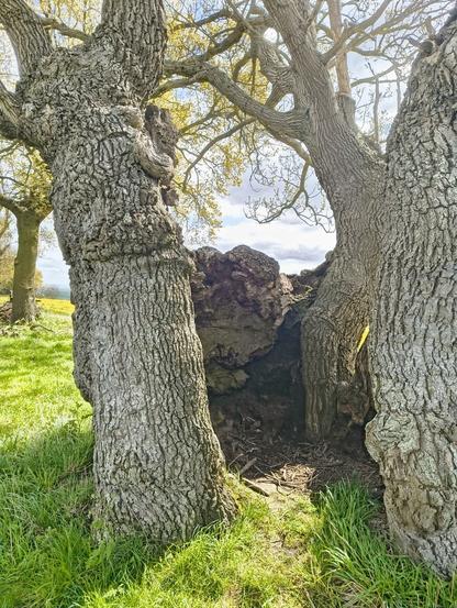 The Ronsac Oak, Shropshire. A giant oak bole with a hollowed out middle where the original trunk has decayed now gives rise to three oak trunks around the perimeter of the bole