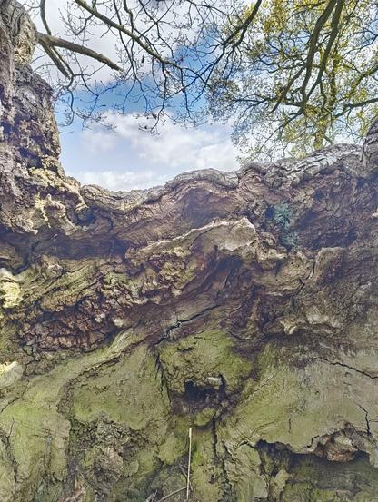Inner detail of the Ronsac oak, with striations and moss