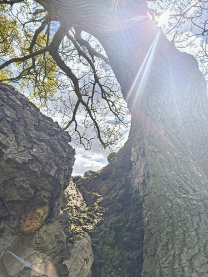 Looking up at the Ronsac oak from the large exterior bole